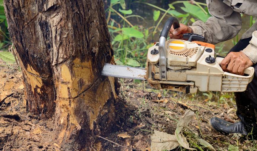 Tree Removal